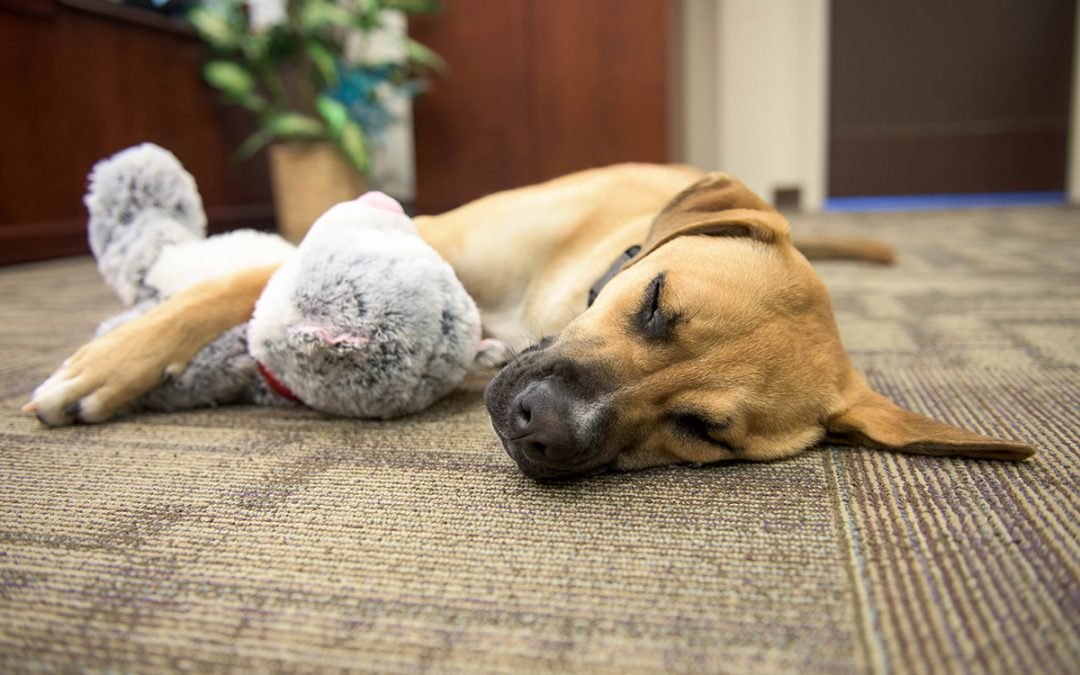 PFC Lingo asleep on the job with his favorite stuffed kitty.