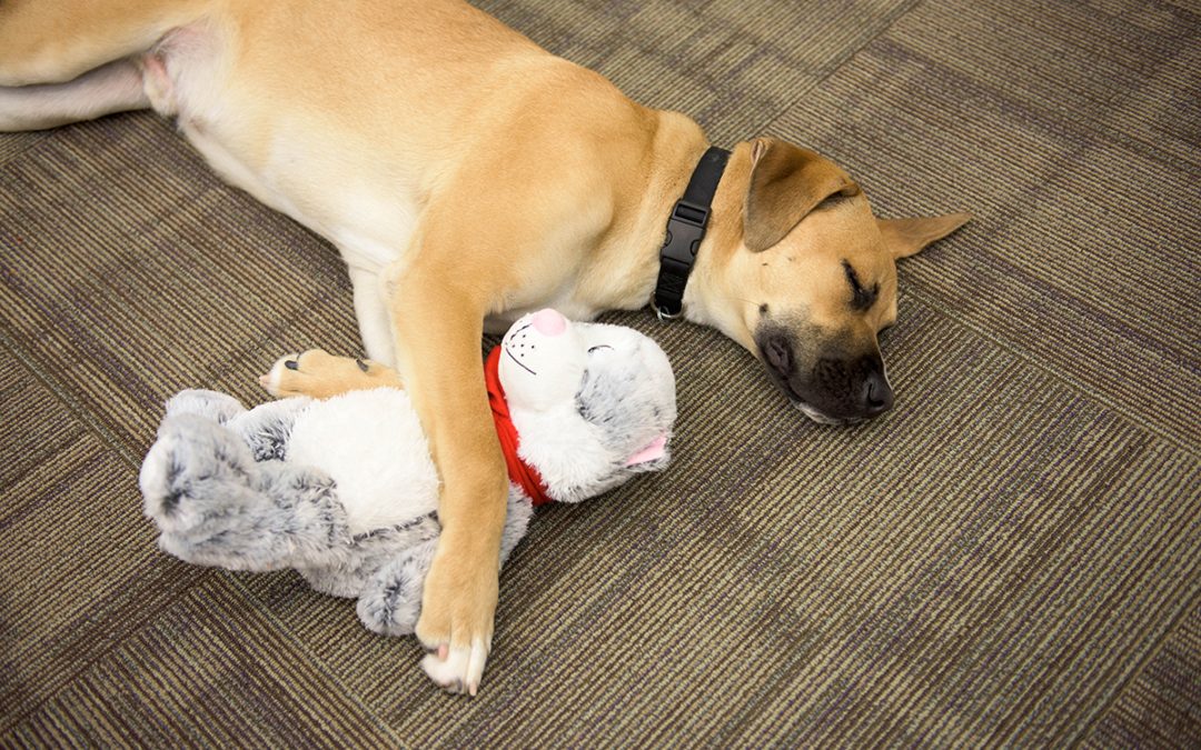 PFC Lingo asleep on the job with his favorite stuffed kitty.