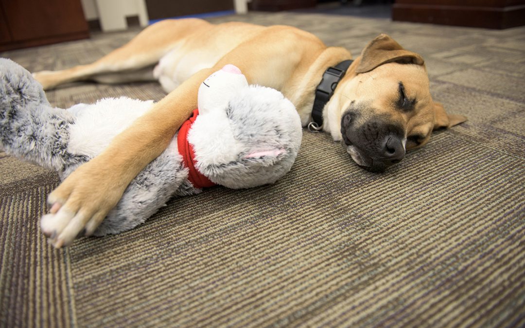 PFC Lingo asleep on the job with his favorite stuffed kitty.