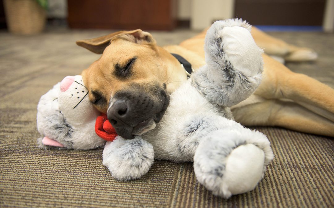 PFC Lingo asleep on the job with his favorite stuffed kitty.