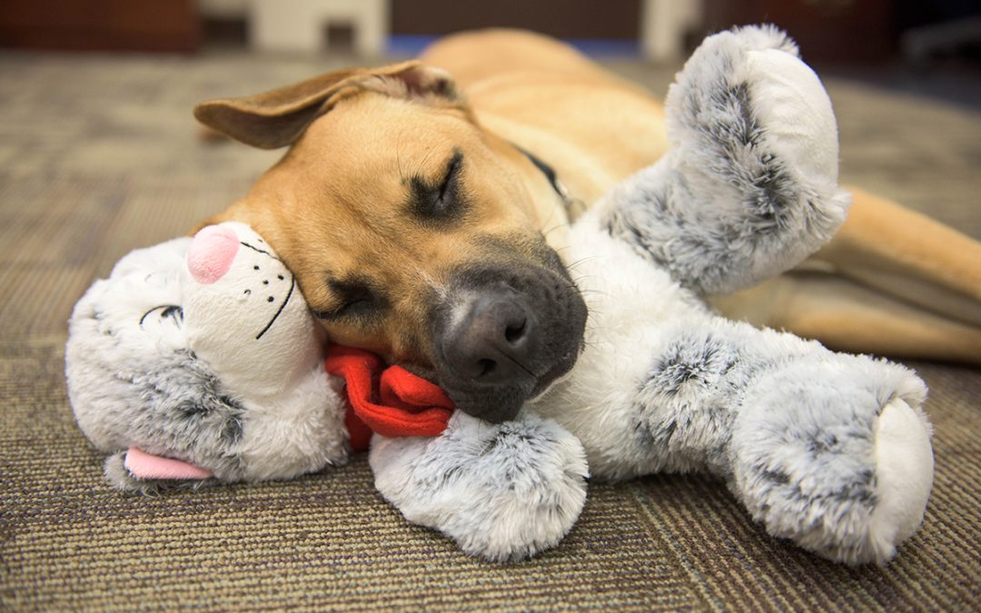 PFC Lingo asleep on the job with his favorite stuffed kitty.